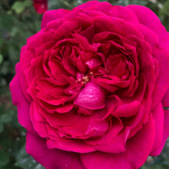 Pas de deux Rose-双人芭蕾｜Japanese Shrub Rose – Ergongzy Roses