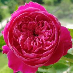 Pas de deux Rose-双人芭蕾｜Japanese Shrub Rose – Ergongzy Roses