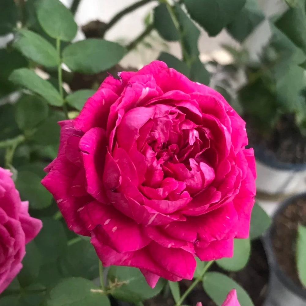 Pas de deux Rose-双人芭蕾｜Japanese Shrub Rose – Ergongzy Roses