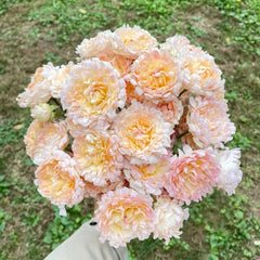 Peach Anemone Rose
