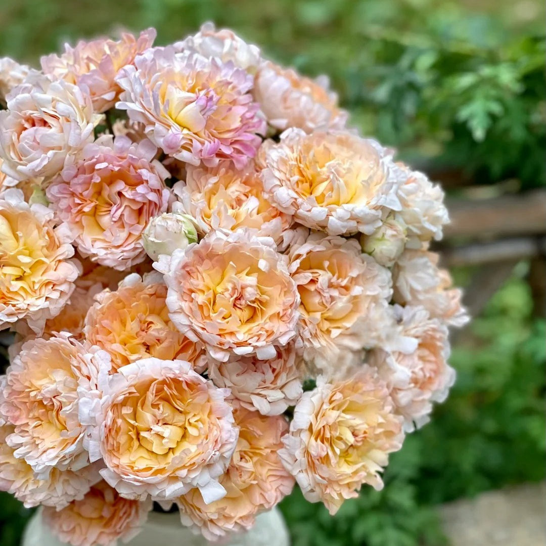 Peach Anemone Rose