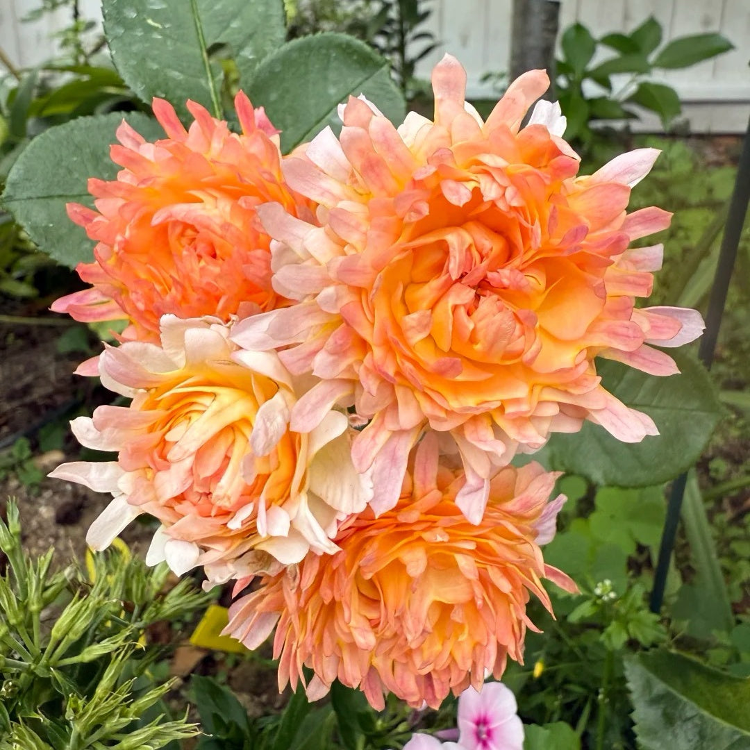 Peach Anemone Rose