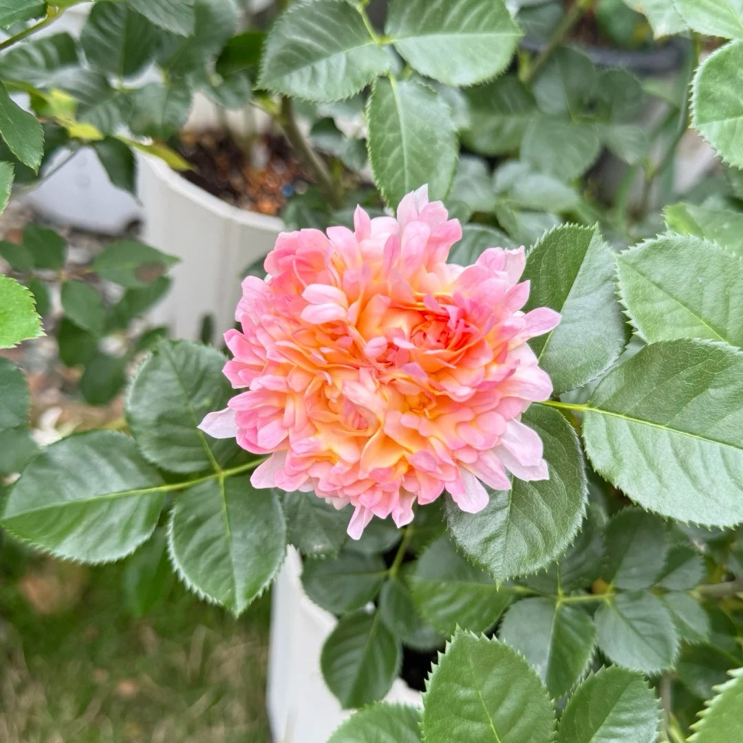 Peach Anemone Rose