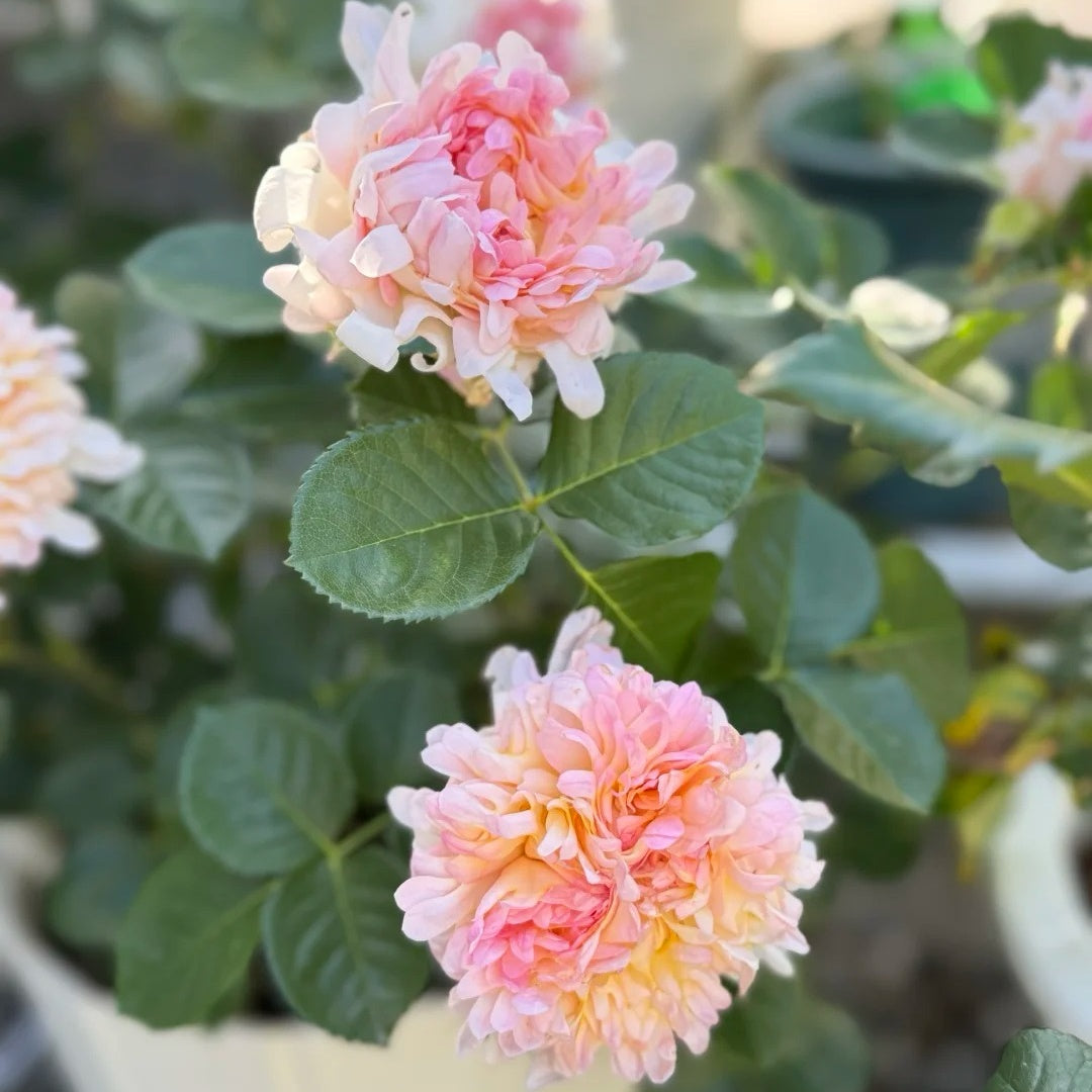 Peach Anemone Rose