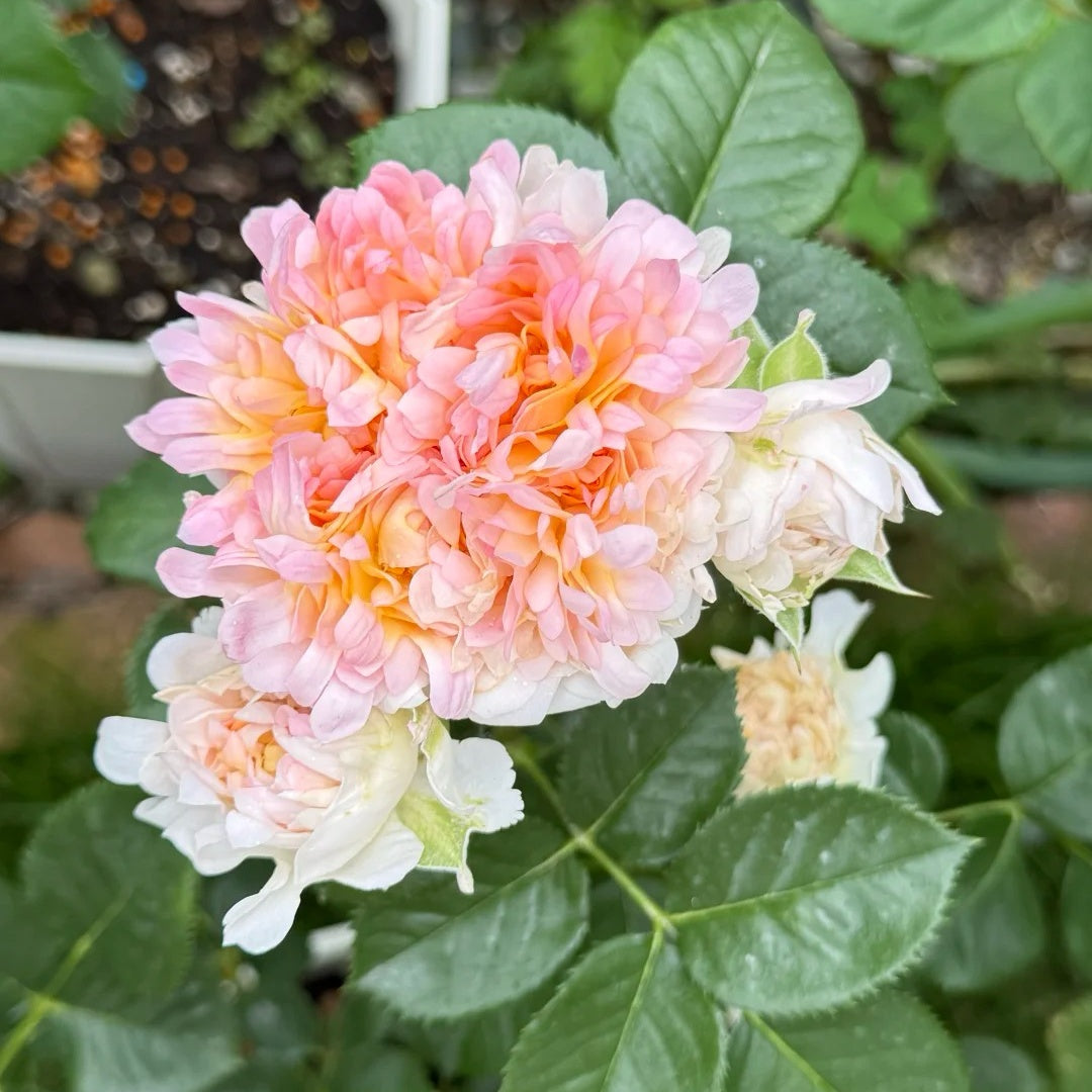 Peach Anemone Rose