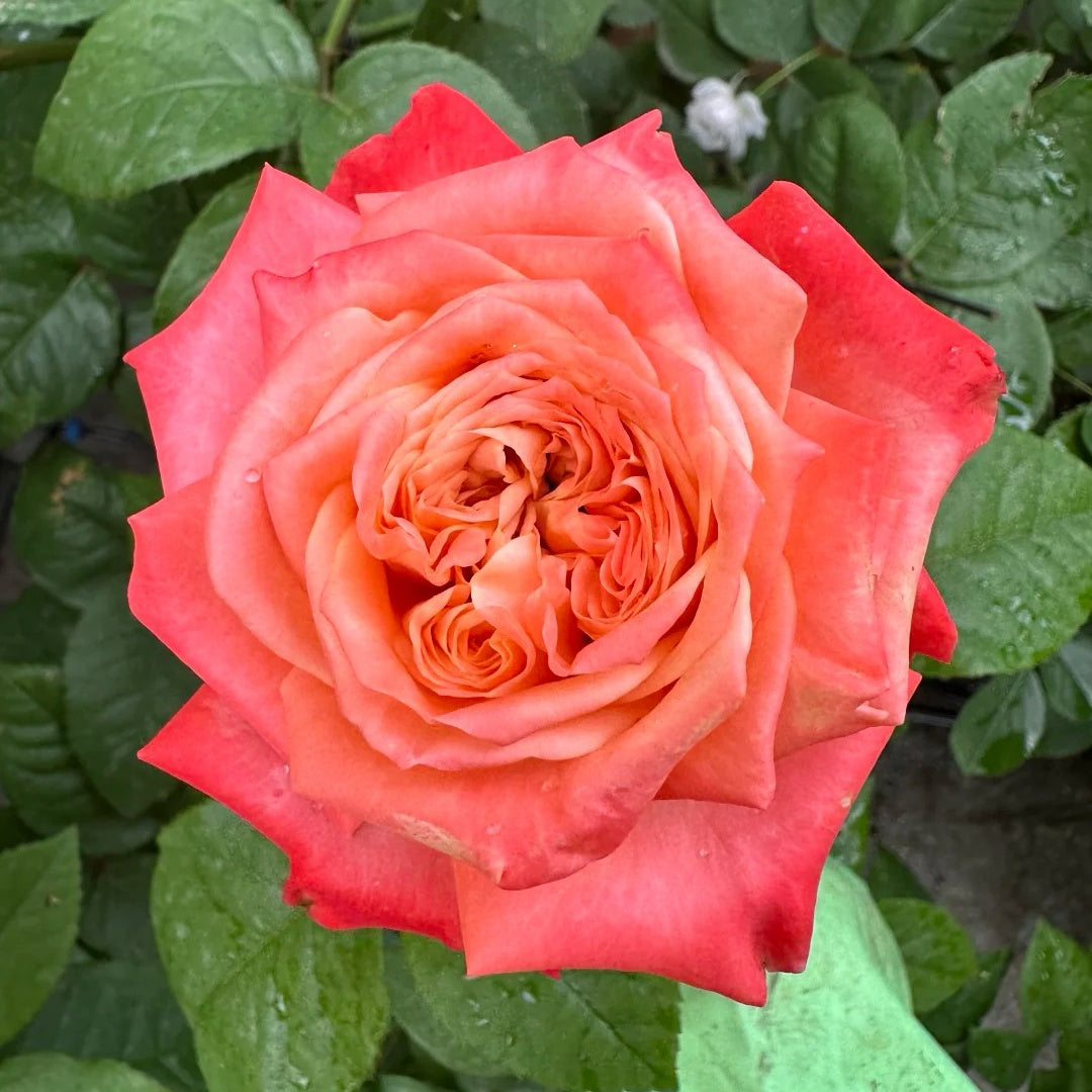 Peach Rose