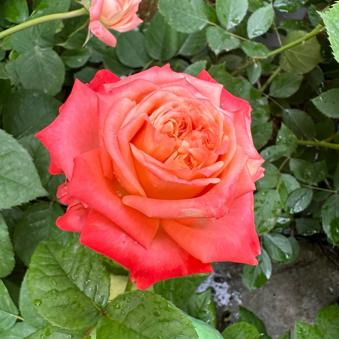 Peach Rose