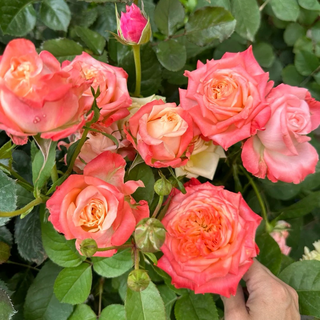 Peach Rose