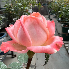 Peach Rose