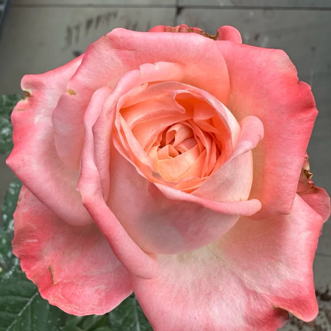 Peach Rose