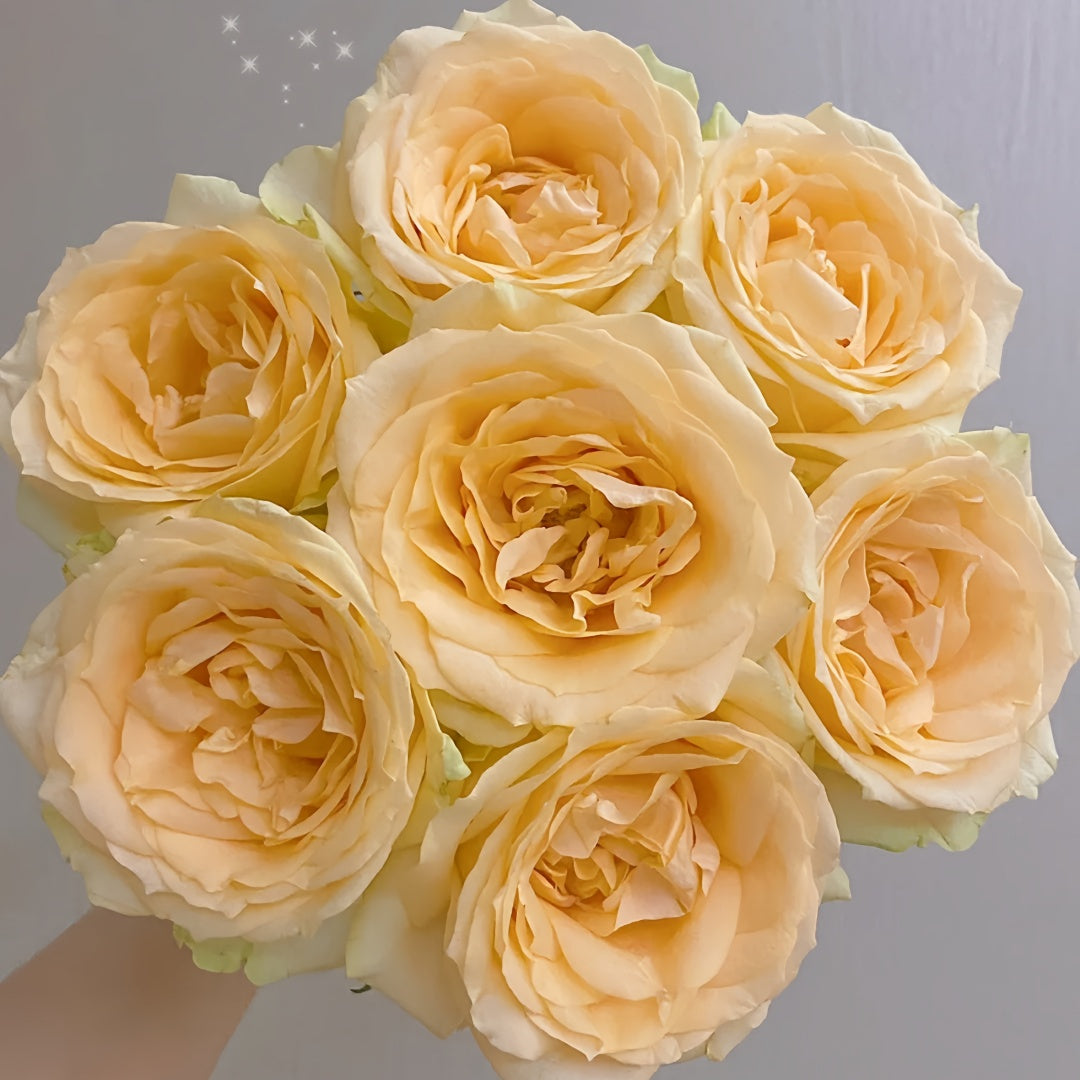 Peach Avalanche + Rose