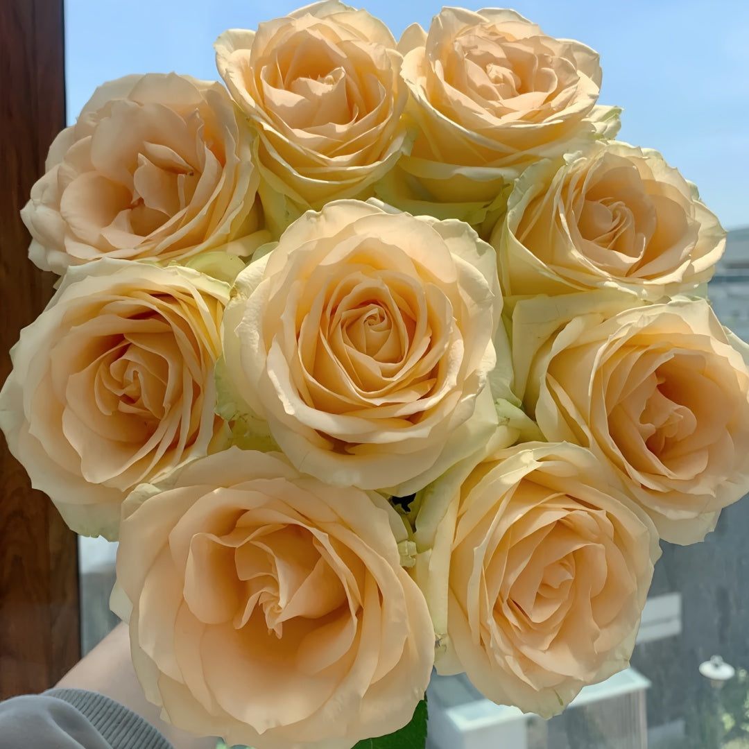 Peach Avalanche + Rose