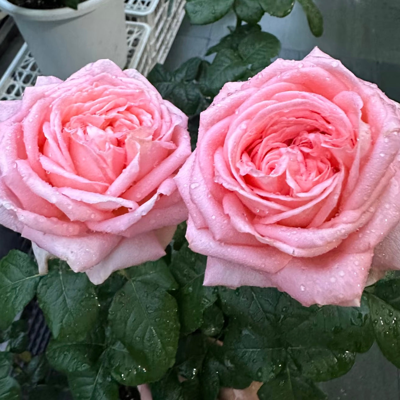 Peach Rose-桃