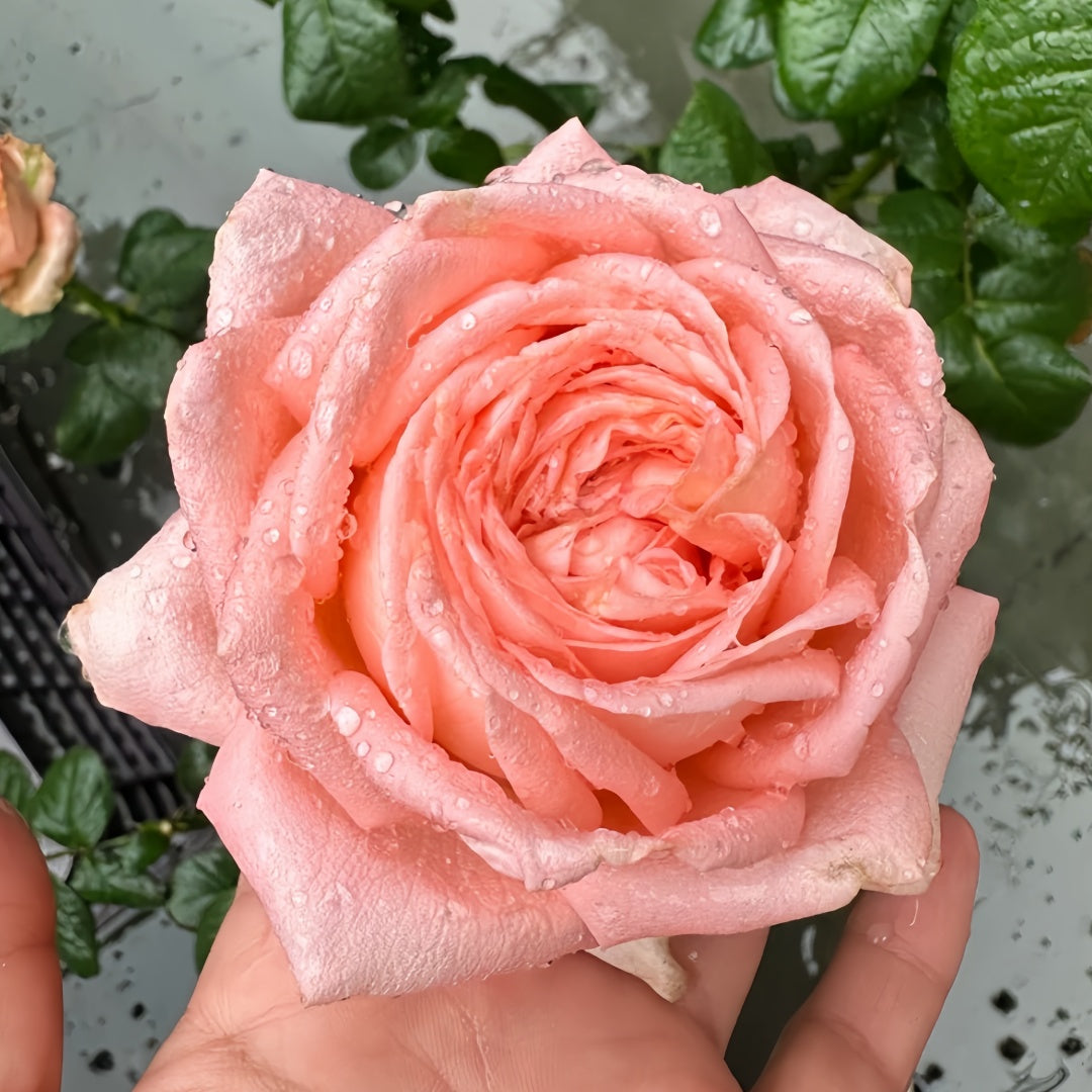 Peach Rose