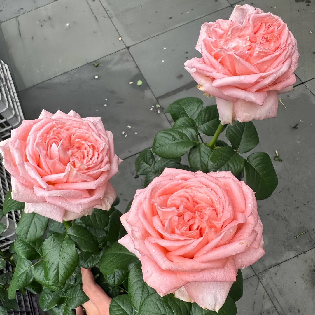 Peach Rose