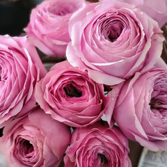 Peonikiss Rose