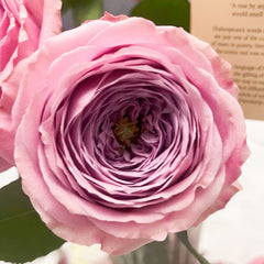 Peonikiss Rose