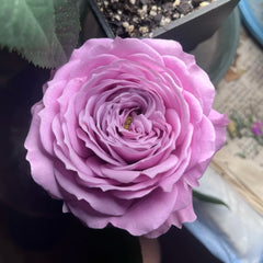Peonikiss Rose