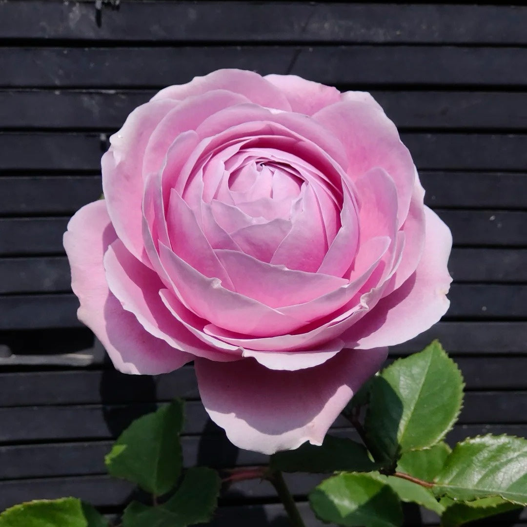 Peonikiss Rose