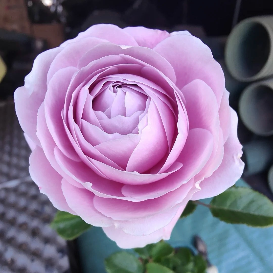 Peonikiss Rose
