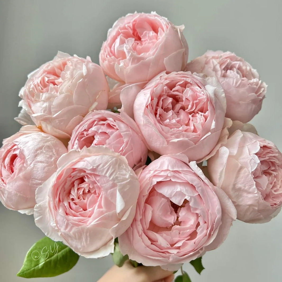On Sale Roses – Ergongzy Roses