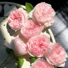 Peony Pink Rose
