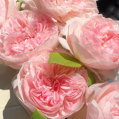 Peony Pink Rose