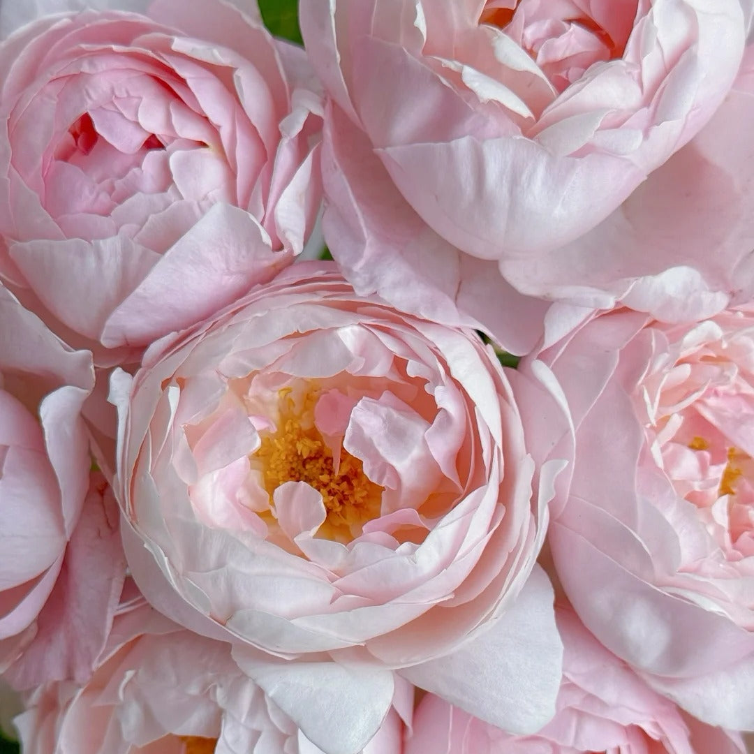 Peony Pink Rose