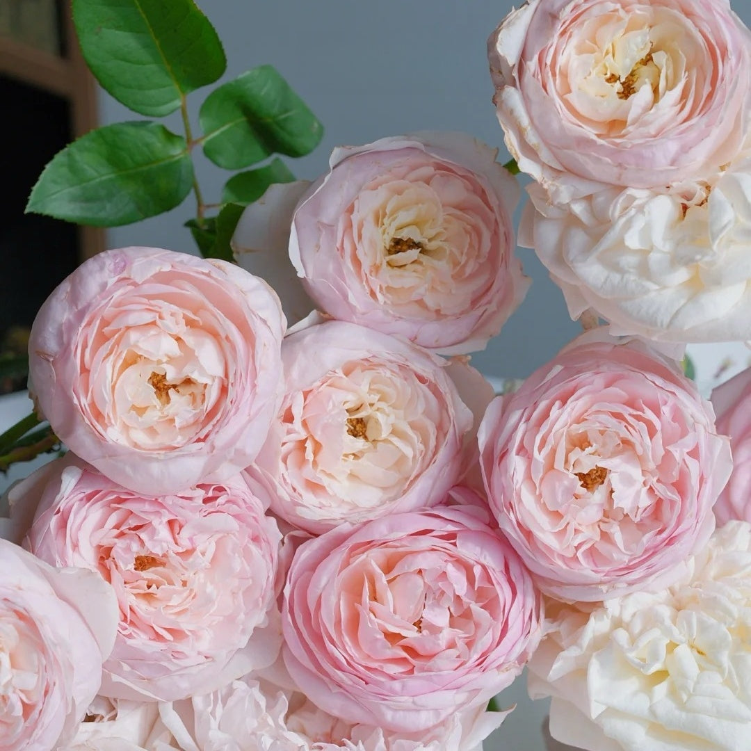 Peony Pink Rose