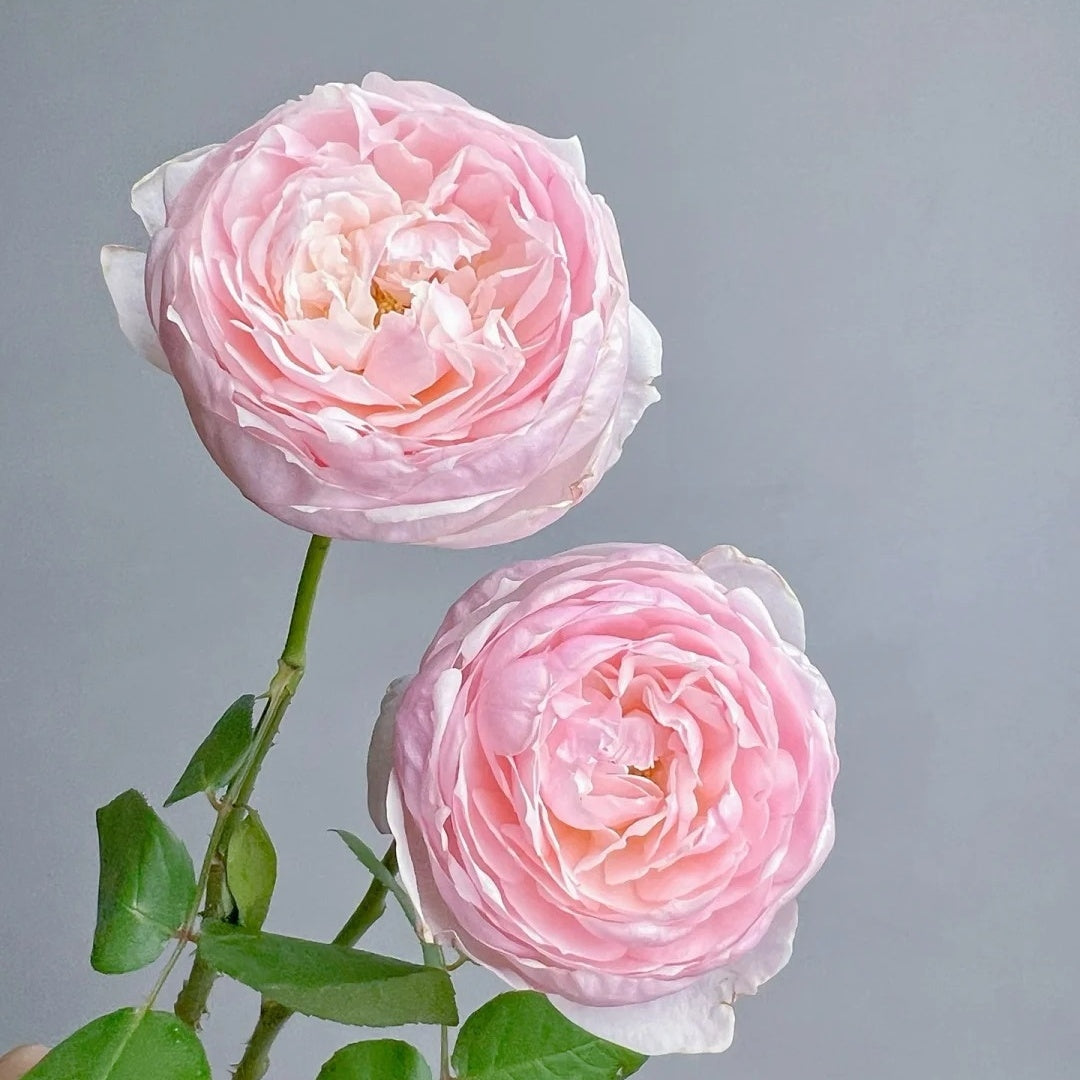 Peony Pink Rose