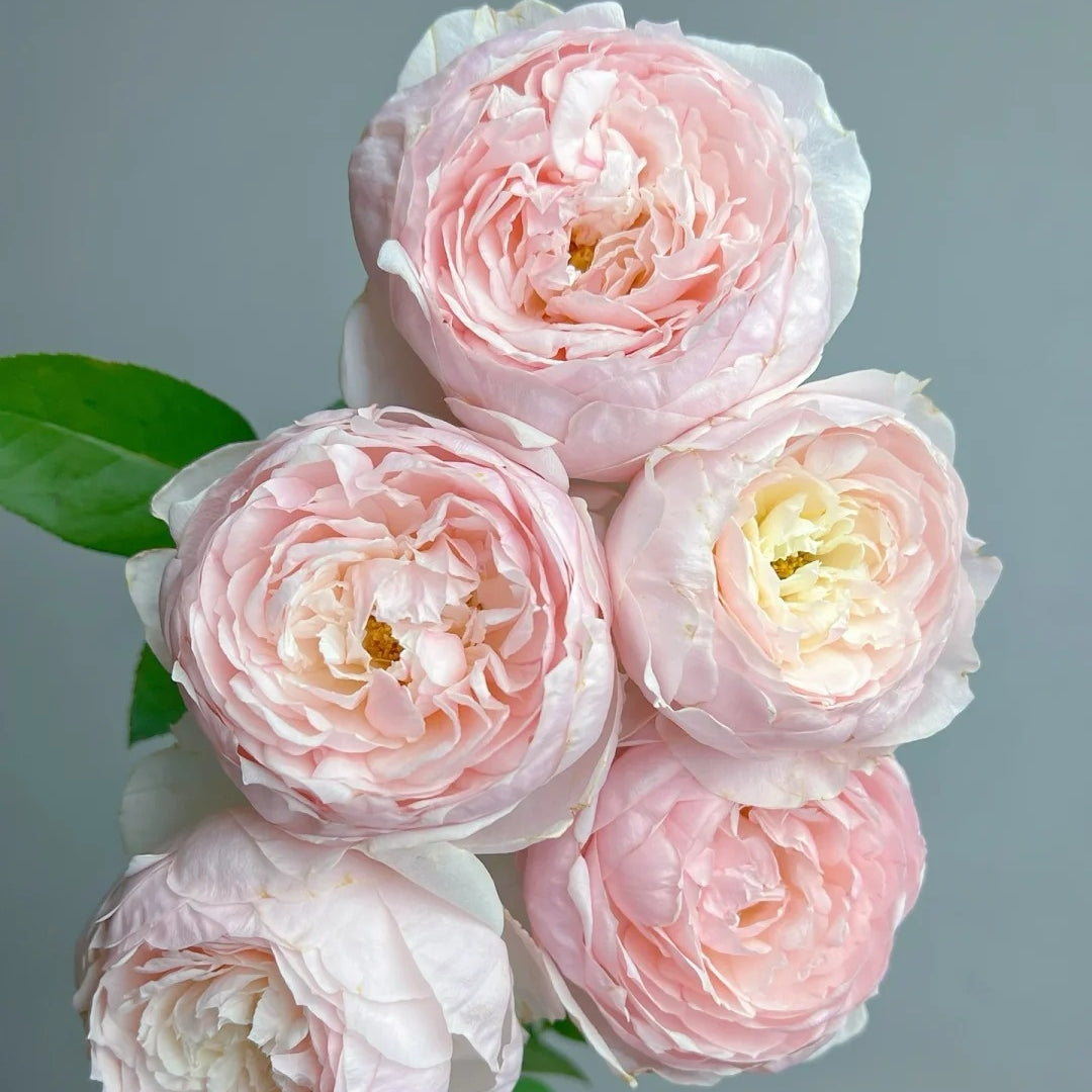 Peony Pink Rose