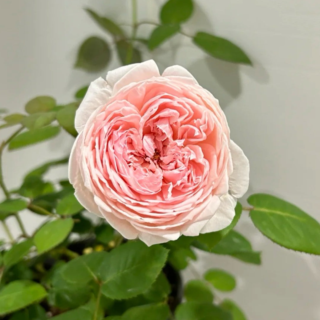 Peony Pink Rose