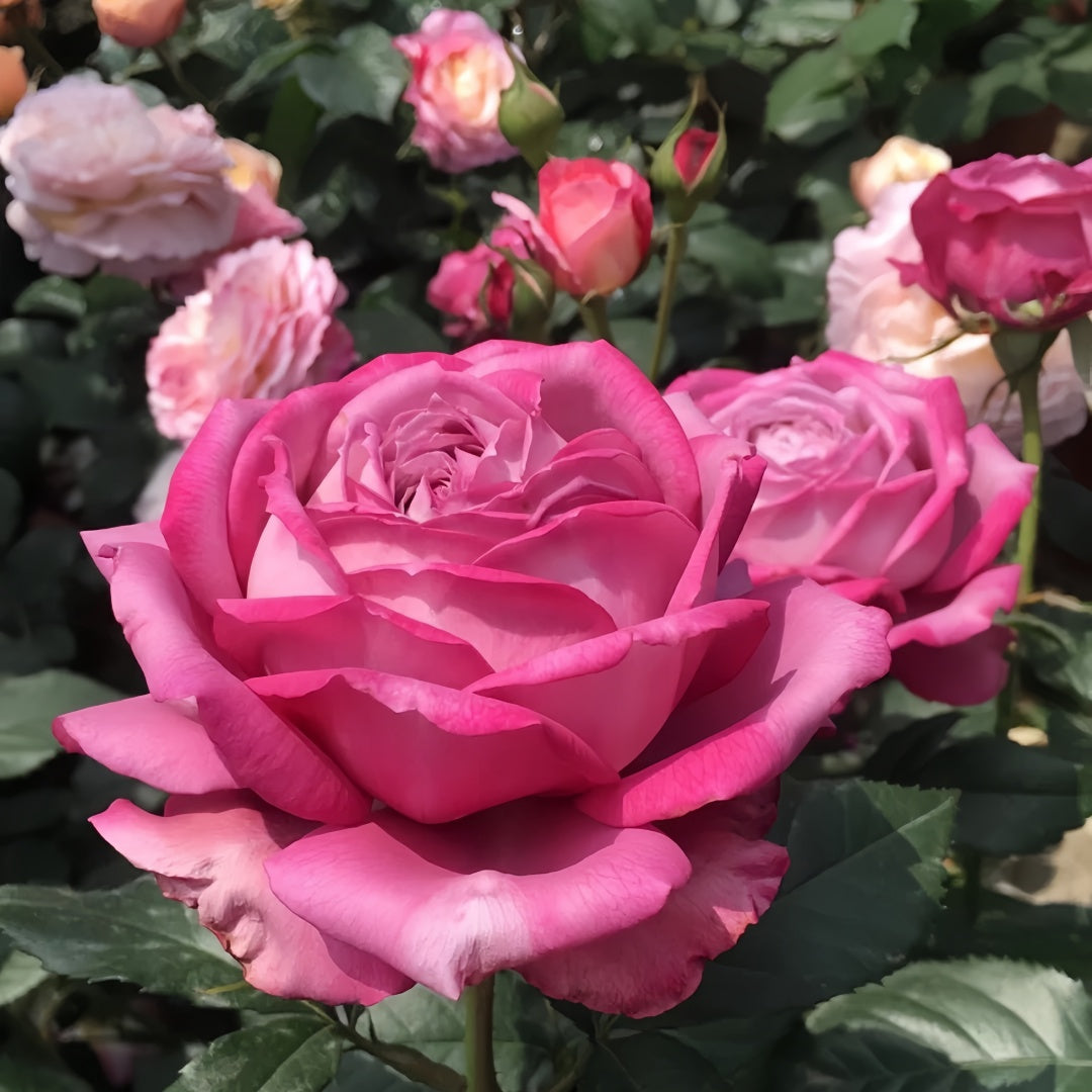 Perfu purple Rose