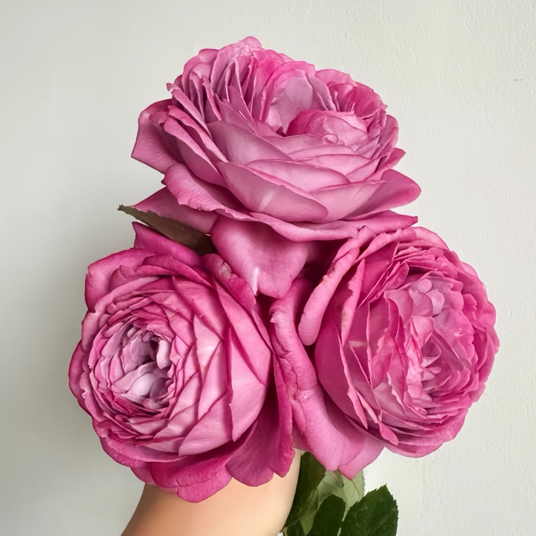 Perfu purple Rose