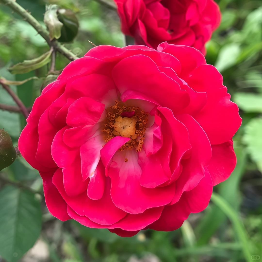 Phnom penh rose