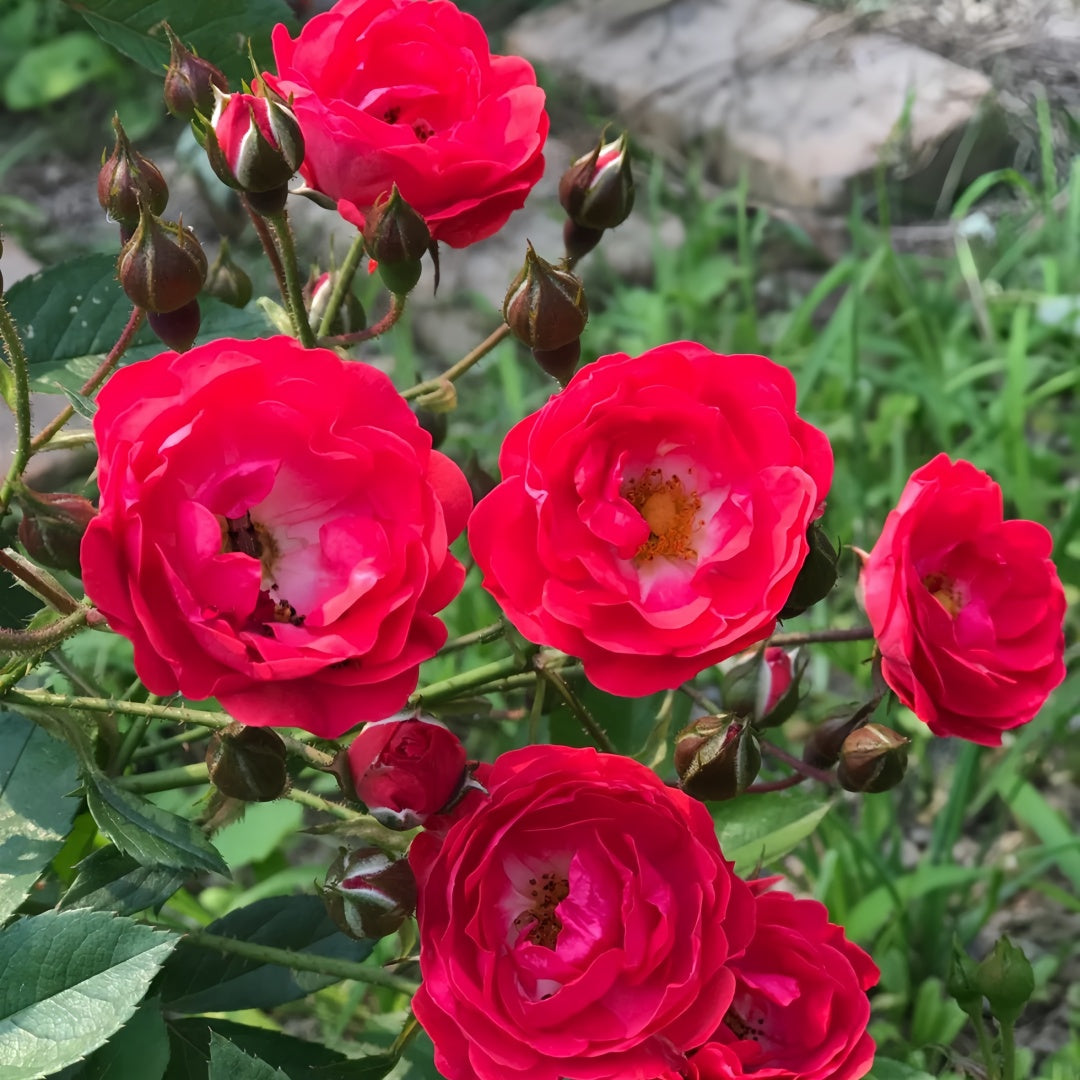 Phnom penh rose