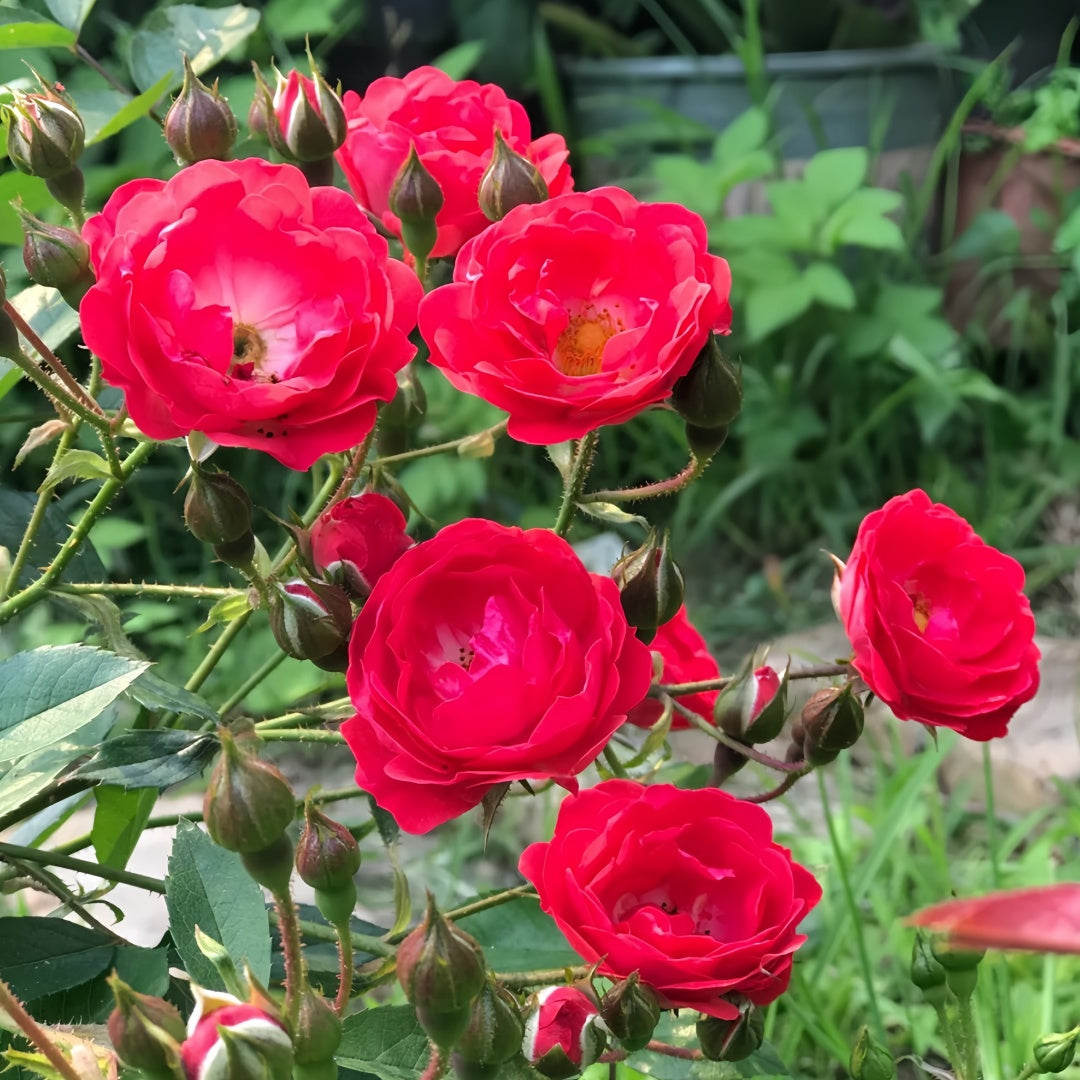 Phnom penh rose