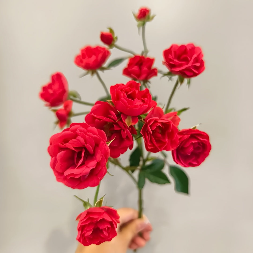 Phnom penh rose