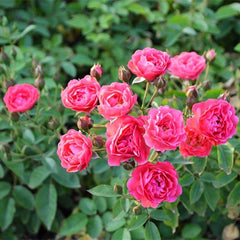 Phnom penh rose