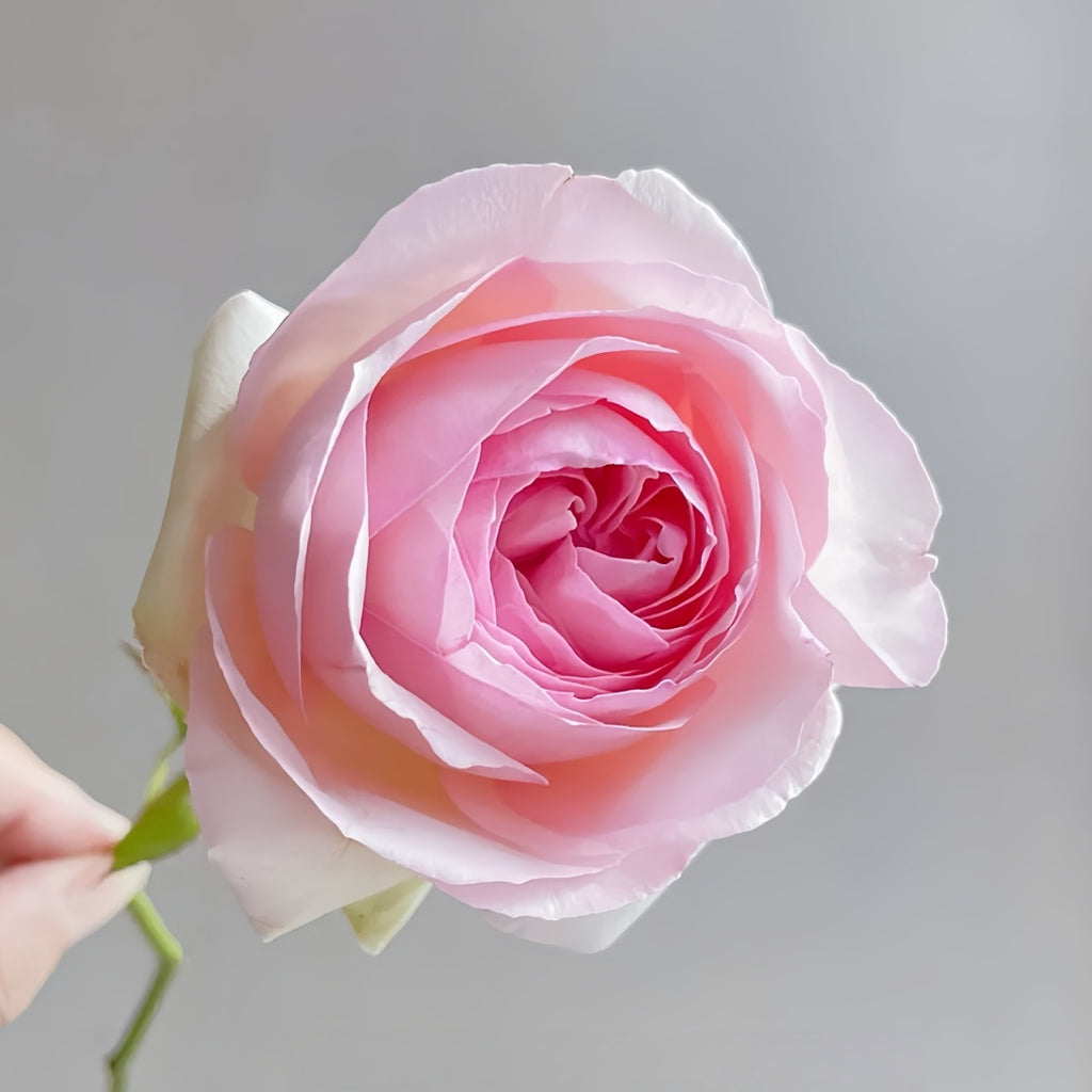 Pierre de Ronsard Rose-粉色龙沙宝石｜France Climbing Rose