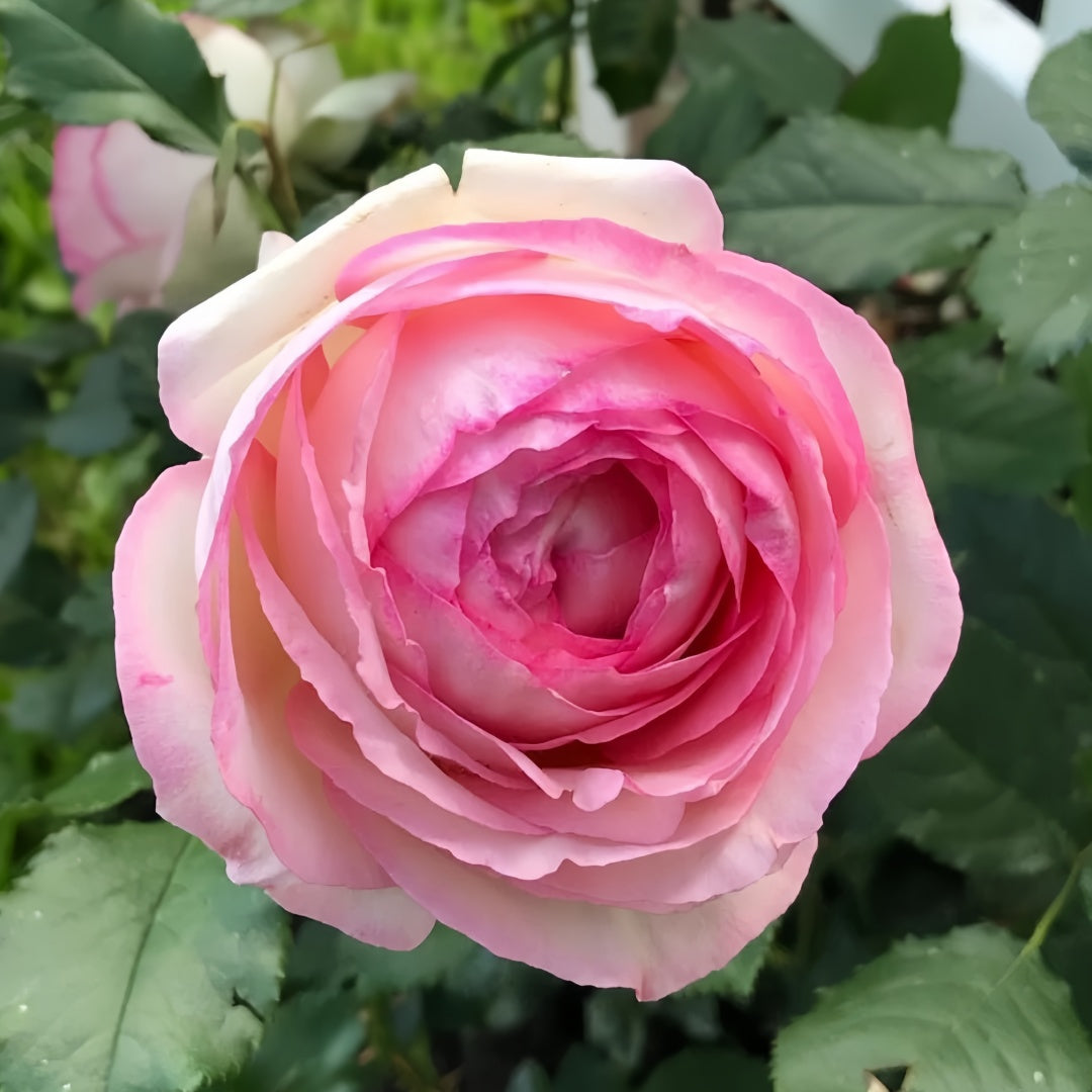 Pierre de Ronsard Rose