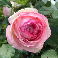 Pierre de Ronsard Rose
