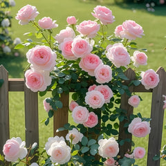 Pierre de Ronsard Rose