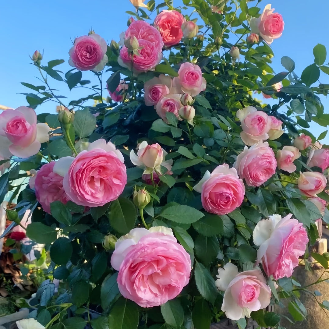 Pierre de Ronsard Rose