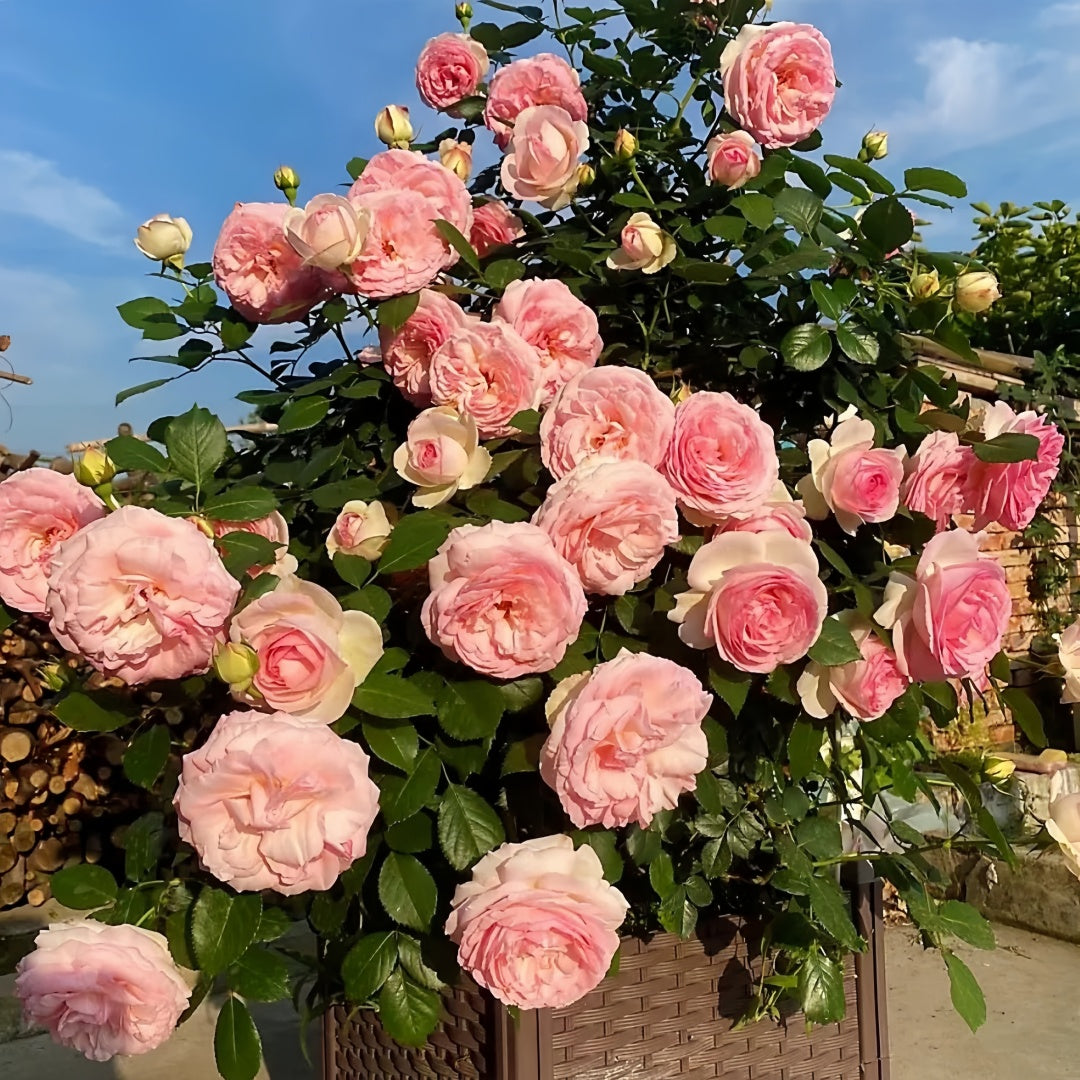 Pierre de Ronsard Rose