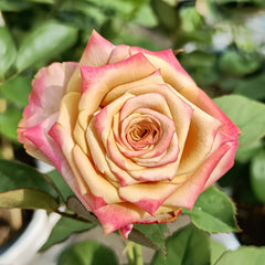 Pimms Rose