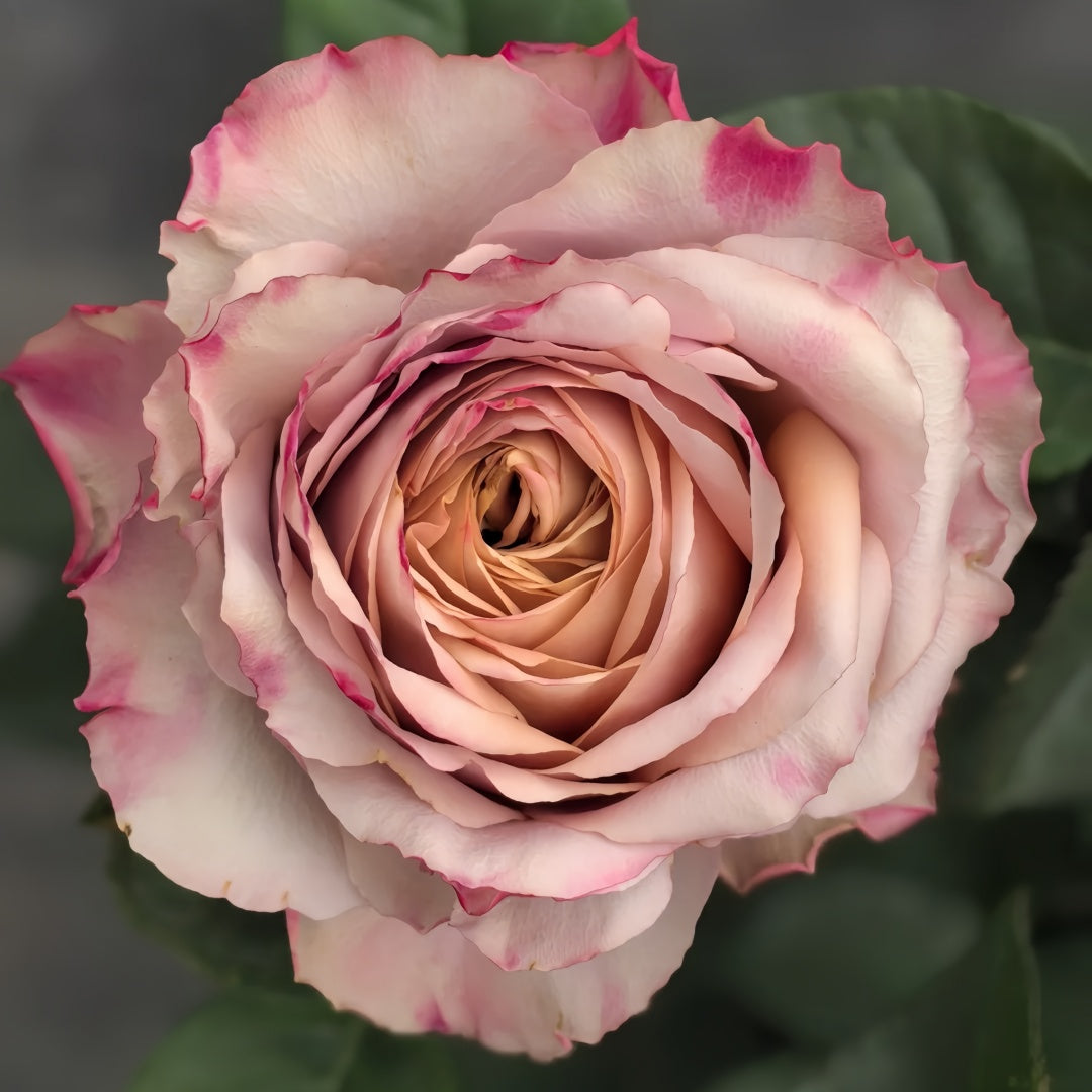 Pimms Rose