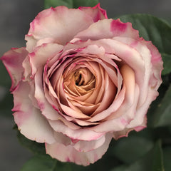 Pimms Rose