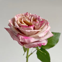 Pimms Rose