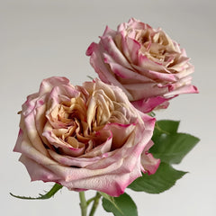 Pimms Rose